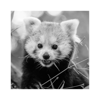 A placeholder photo of a red panda